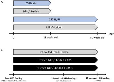 Ldlr-/-.Leiden mice develop neurodegeneration, age-dependent astrogliosis and obesity-induced changes in microglia immunophenotype which are partly reversed by complement component 5 neutralizing antibody